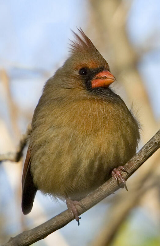 Cardinal rouge femelle