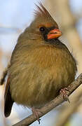 Northern Cardinal