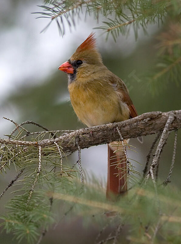 Northern Cardinal female adult