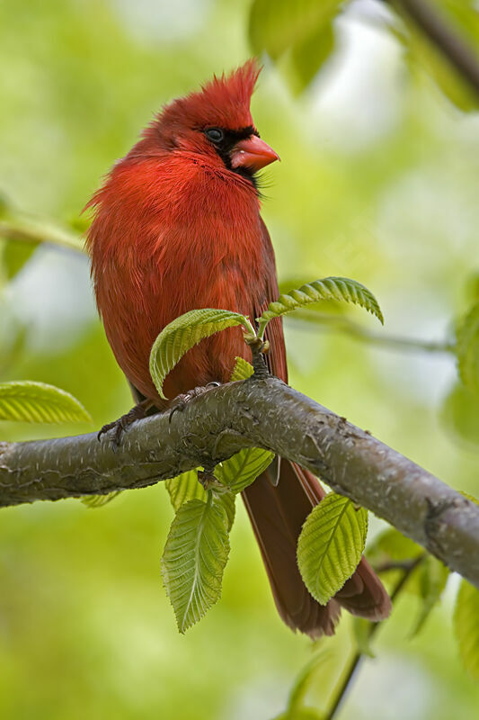 Cardinal rouge mâle adulte