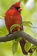 Cardinal rouge