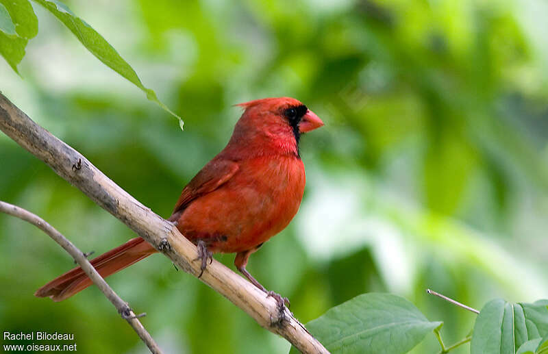 Cardinal rouge mâle adulte, identification