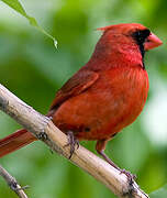 Cardinal rouge