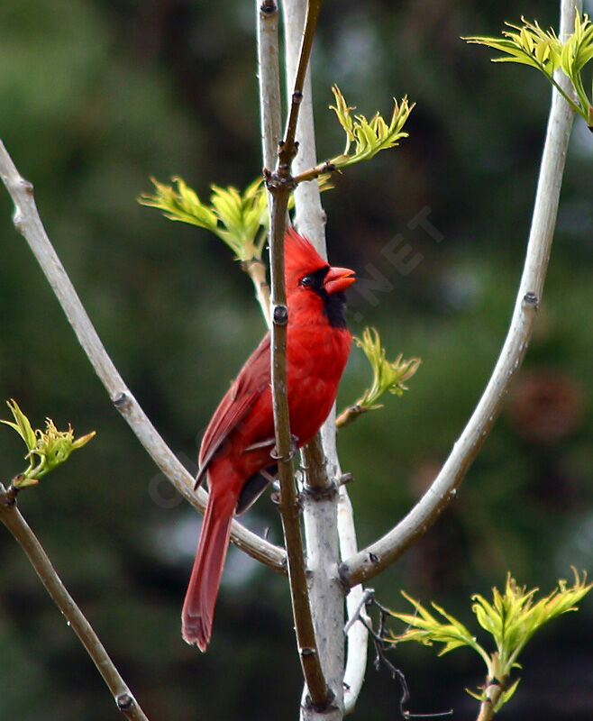 Northern Cardinal