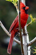 Cardinal rouge