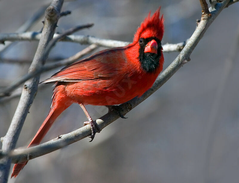 Northern Cardinal male