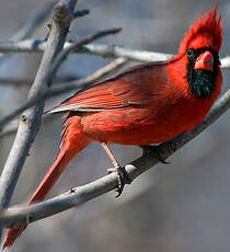 Cardinal rouge