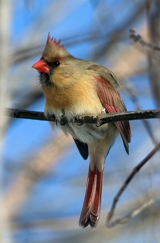Cardinal rouge femelle adulte