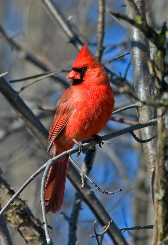 Cardinal rouge