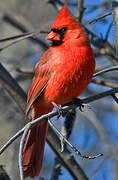 Cardinal rouge