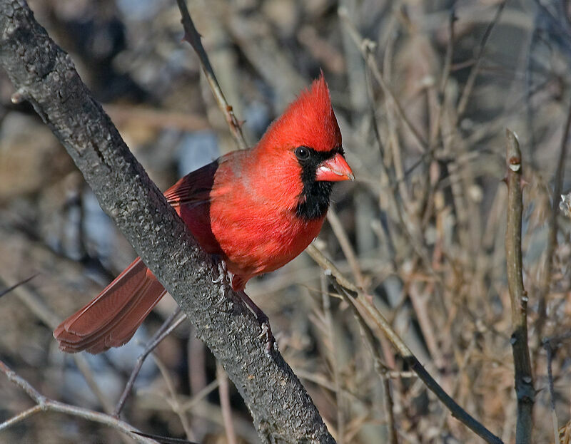 Cardinal rouge