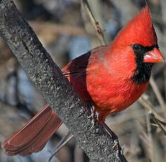 Cardinal rouge