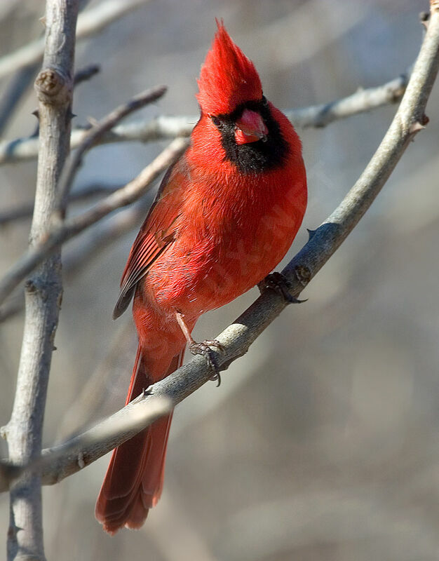 Cardinal rouge