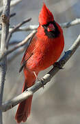 Cardinal rouge