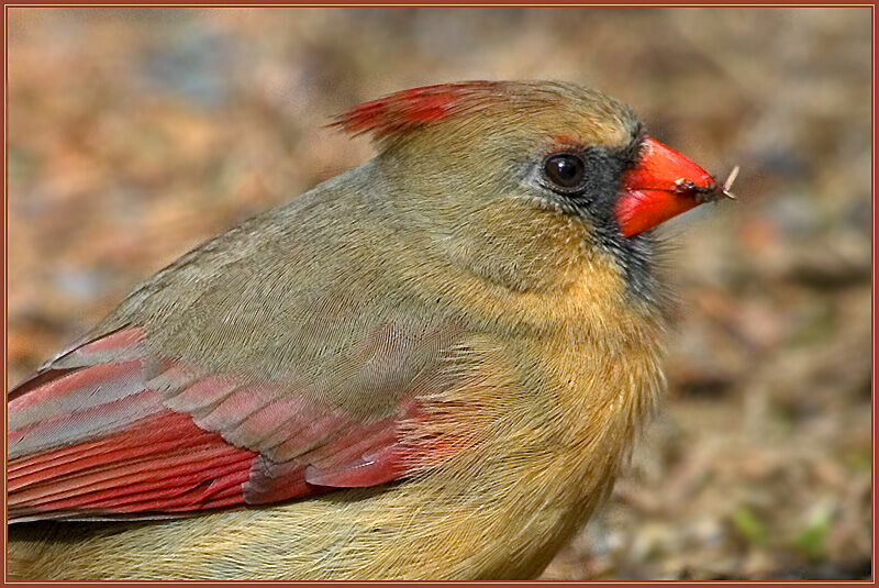 Northern Cardinal female