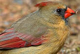 Cardinal rouge