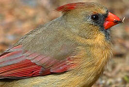 Northern Cardinal