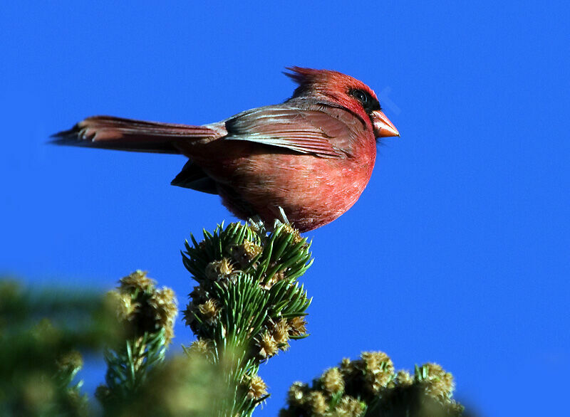 Cardinal rouge