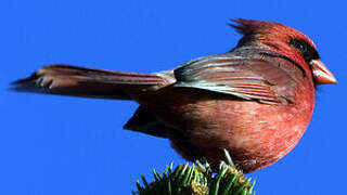 Northern Cardinal