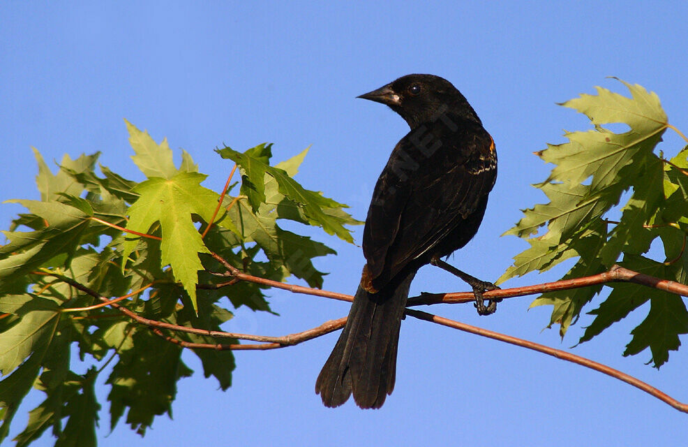 Red-winged Blackbird