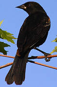 Red-winged Blackbird