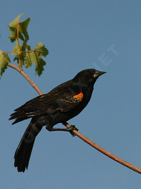 Red-winged Blackbird