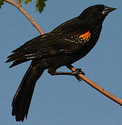 Red-winged Blackbird