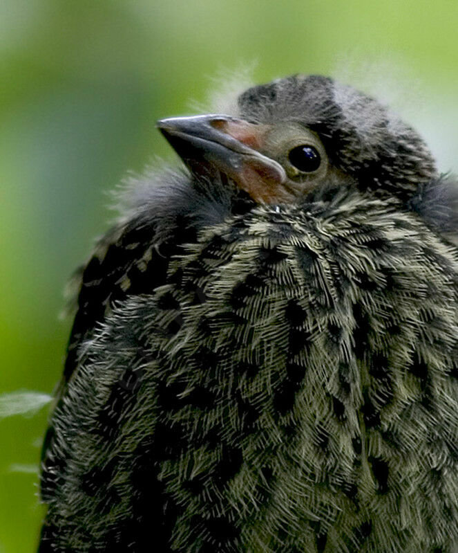 Red-winged Blackbird