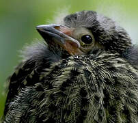 Red-winged Blackbird