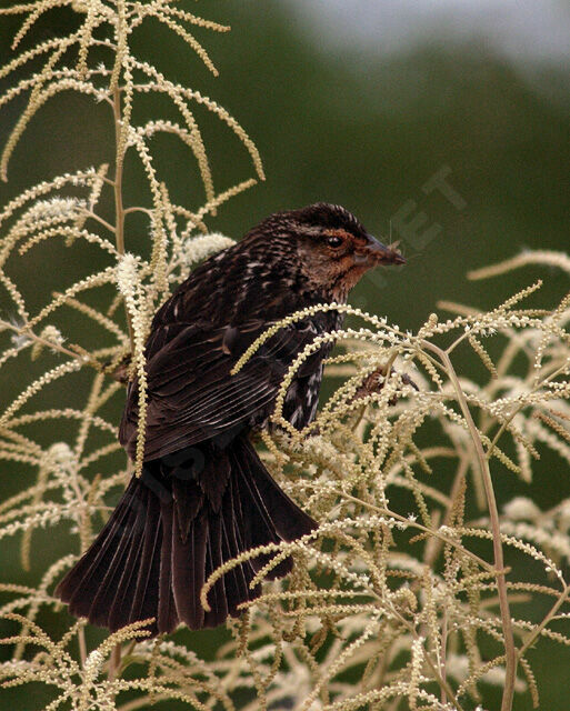 Red-winged Blackbird