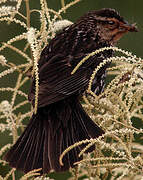 Red-winged Blackbird