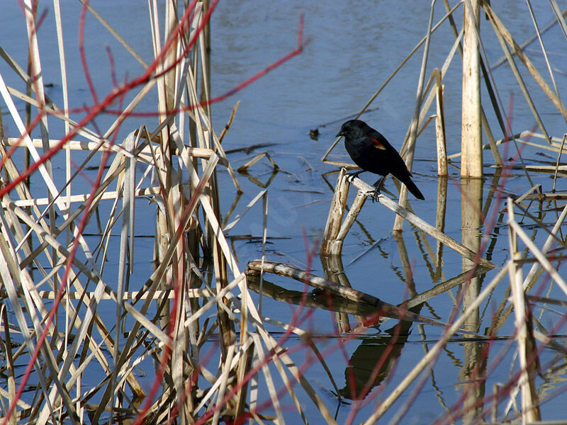 Red-winged Blackbird