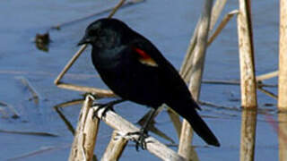 Red-winged Blackbird