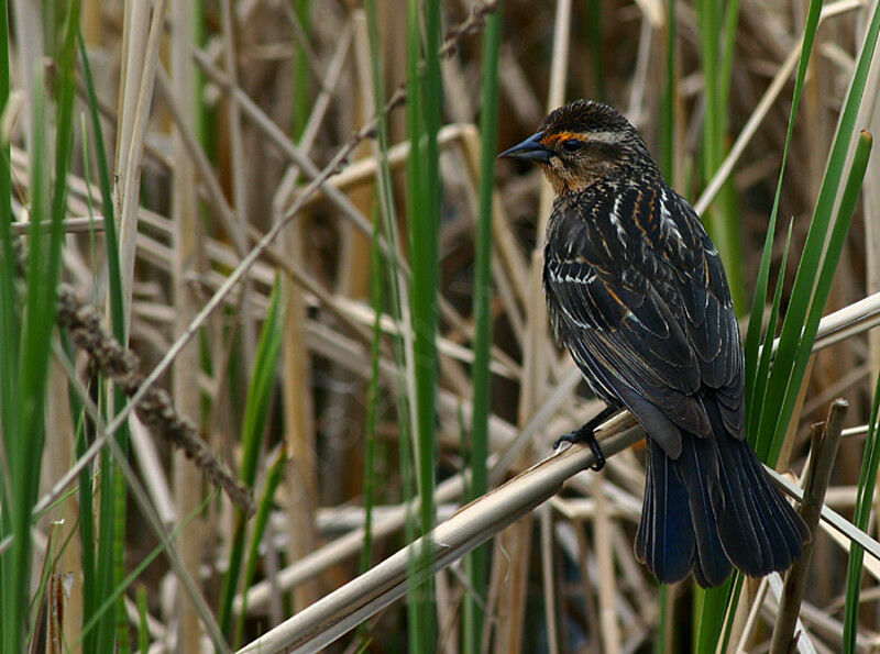 Red-winged Blackbird