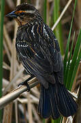 Red-winged Blackbird