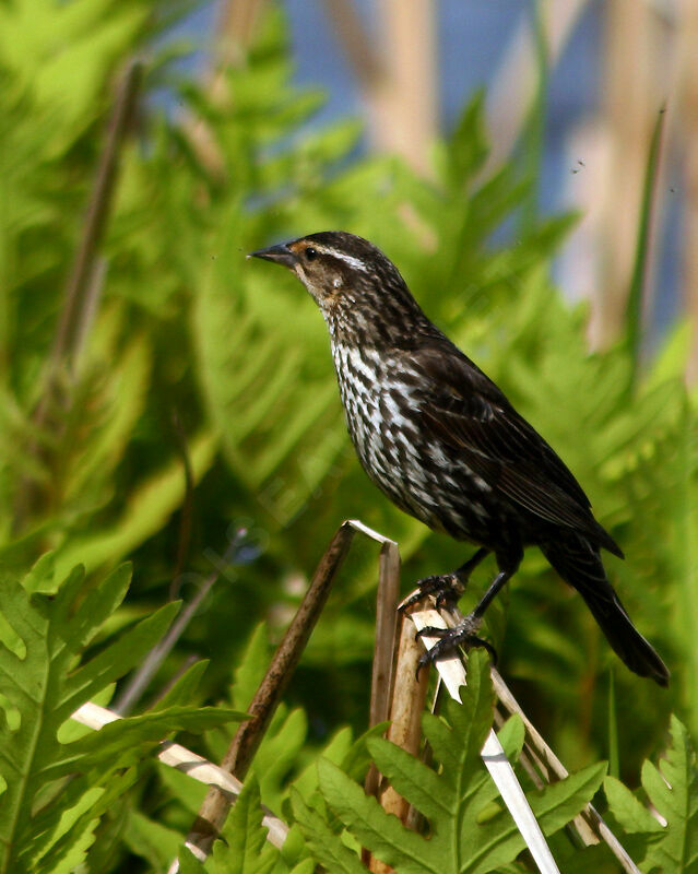 Red-winged Blackbird