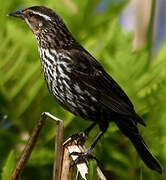 Red-winged Blackbird