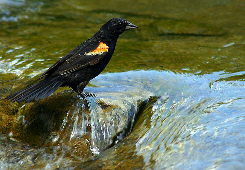 Red-winged Blackbird