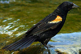 Red-winged Blackbird