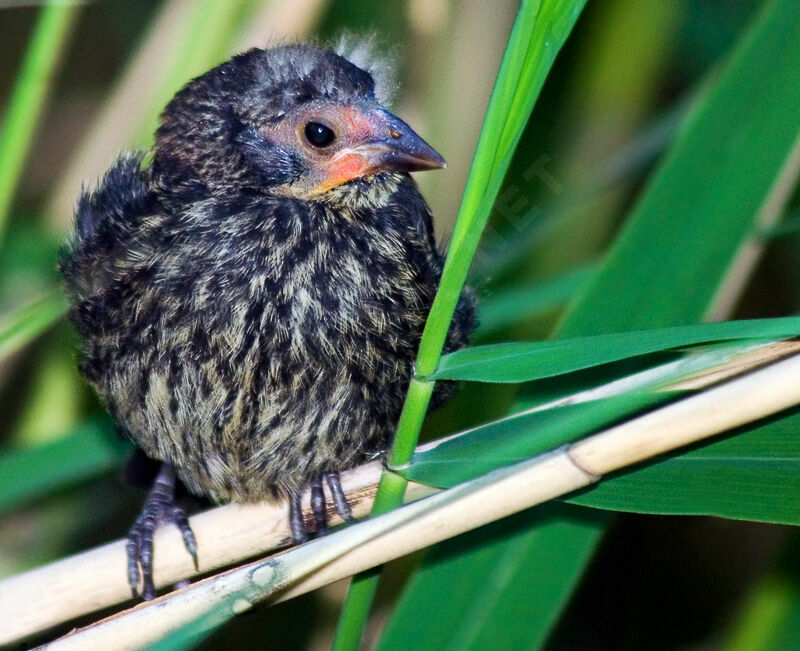 Red-winged BlackbirdFirst year