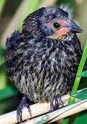 Red-winged Blackbird