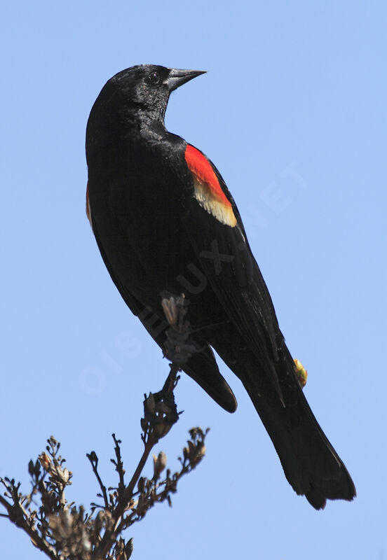 Red-winged Blackbird