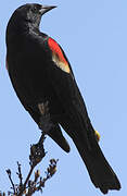 Red-winged Blackbird