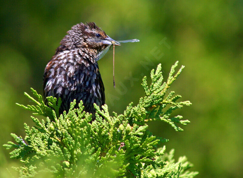 Red-winged Blackbird