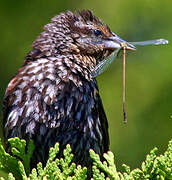 Red-winged Blackbird