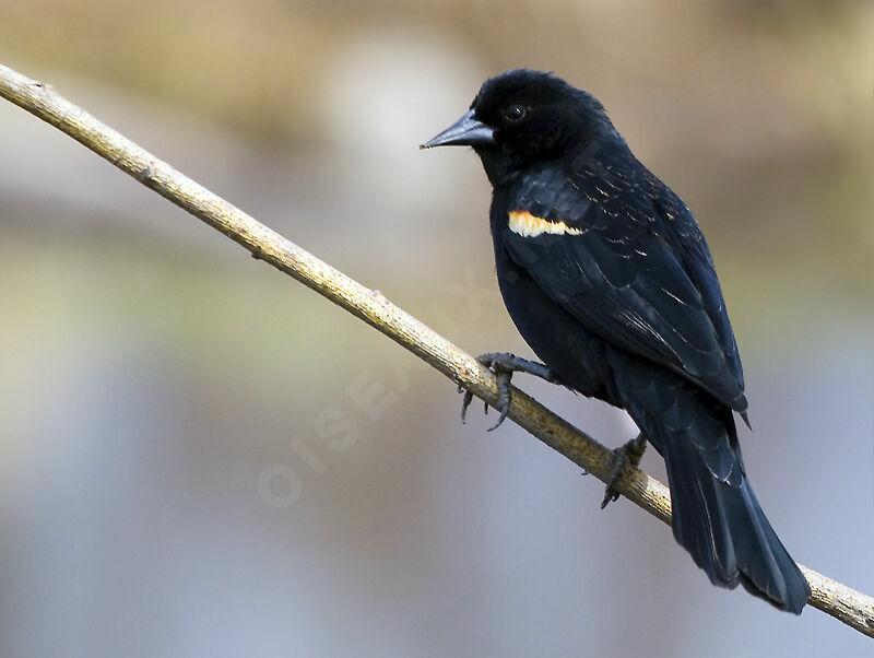 Red-winged Blackbird male