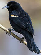 Red-winged Blackbird