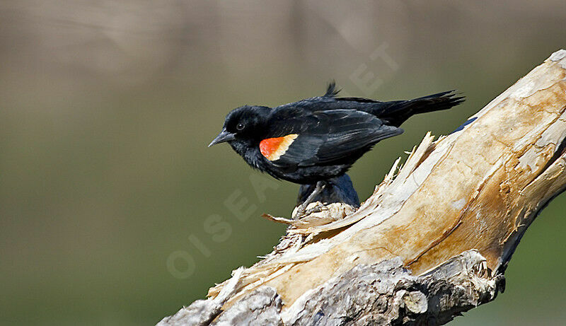 Red-winged Blackbird male