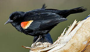 Red-winged Blackbird