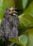 Red-winged Blackbird